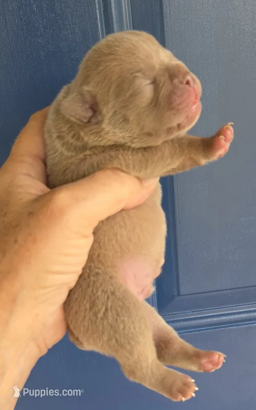 Venice  Frenglish  – English Bulldog, French Bulldog puppy for sale in Pensacola, FL