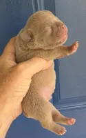 Venice  Frenglish , a male English Bulldog and French Bulldog for sale in Pensacola, FL – 1 of 6