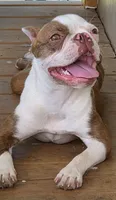 Beanie, a female Boston Terrier and Frenchton for sale in Pensacola, FL – 4 of 7