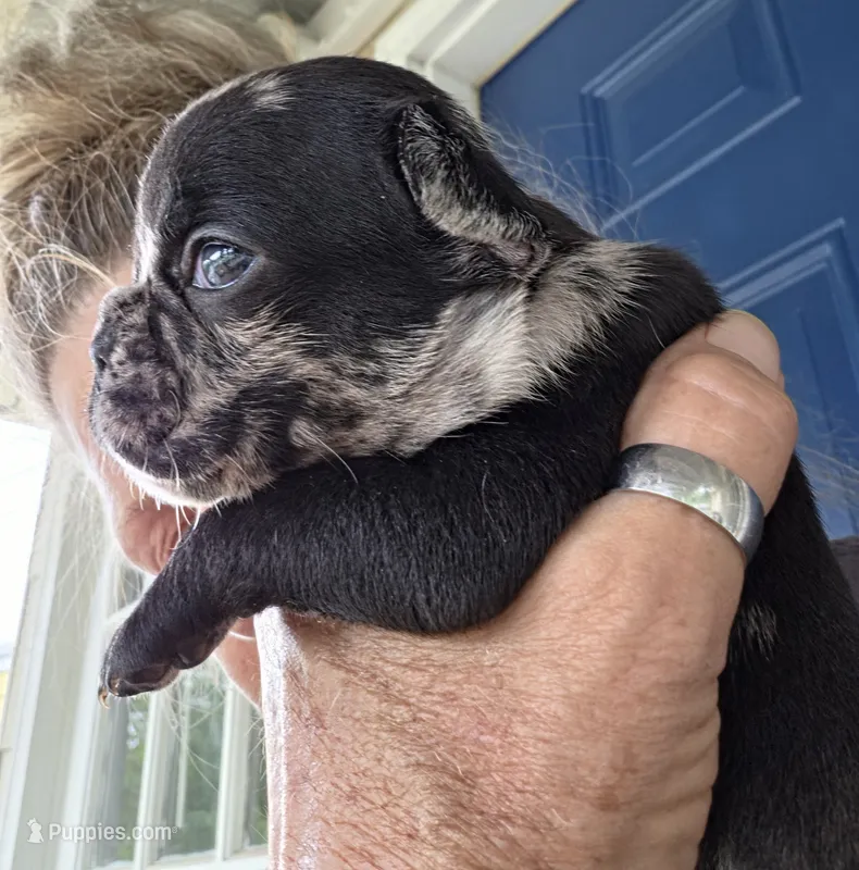 Rip – French Bulldog puppy for sale in Pensacola, FL