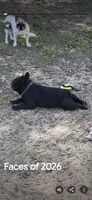 Gem, a female French Bulldog and Shorty Bull for sale in Pensacola, FL – 5 of 6