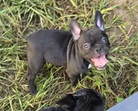 Kiwi, a female French Bulldog for sale in Pensacola, FL – 3 of 3