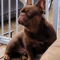 Hershey, a male French Bulldog for sale in Clarksville, TN – Photo 3 of 4