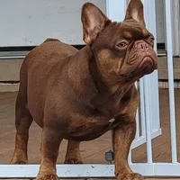 Hershey, a male French Bulldog for sale in Clarksville, TN – Photo 2 of 4