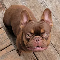 Hershey, a male French Bulldog for sale in Clarksville, TN – Photo 1 of 4
