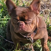 Hershey, a male French Bulldog for sale in Clarksville, TN – Photo 4 of 4