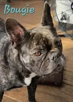 BamBam (Lilac Merle 88/12%, a male French Bulldog and Frenchton for sale in Pensacola, FL – 6 of 6
