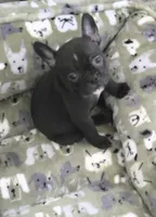Lulu, a female French Bulldog and Shorty Bull for sale in Pensacola, FL – 2 of 4
