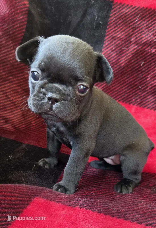 Beth Dutton (mini) – French Bulldog puppy for sale in Pensacola, FL