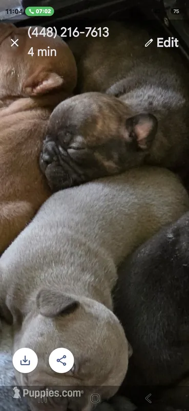 Poppy lilac – French Bulldog puppy for sale in Pensacola, FL
