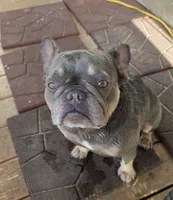 Lulu, a female French Bulldog and Shorty Bull for sale in Pensacola, FL – 3 of 4