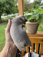 Bit-O-Honey 88/12 Isabella, a male Frenchton for sale in Pensacola, FL – 4 of 10