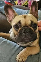 Tate, a male French Bulldog for sale in Pensacola, FL – 2 of 3