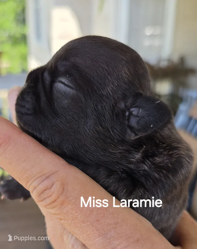 Laramie  – French Bulldog puppy for sale in Pensacola, FL