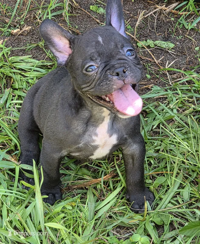 Gem – French Bulldog, Shorty Bull puppy for sale in Pensacola, FL