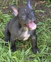 Gem, a female French Bulldog and Shorty Bull for sale in Pensacola, FL – 1 of 6