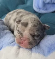 Marzipan 88/12 , a male Frenchton for sale in Pensacola, FL – 5 of 10