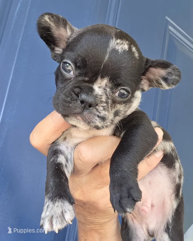 Rip – French Bulldog puppy for sale in Pensacola, FL