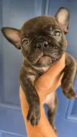 Lulu, a female French Bulldog and Shorty Bull for sale in Pensacola, FL – 2 of 6