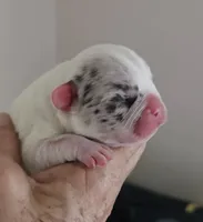 Gidget (Lilac Merle Pied) 88/12%, a female French Bulldog and Frenchton for sale in Pensacola, FL – 2 of 4