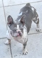 Tate, a male French Bulldog for sale in Pensacola, FL – 3 of 3