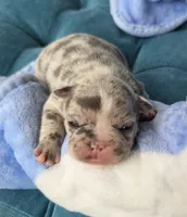 Marzipan 88/12 , a male Frenchton for sale in Pensacola, FL – 2 of 10