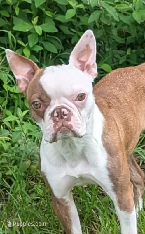 Beanie – Boston Terrier, Frenchton puppy for sale in Pensacola, FL