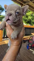 Carmello Isabella, a male French Bulldog for sale in Pensacola, FL – 1 of 3