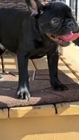 JET, a male French Bulldog for sale in Pensacola, FL – 3 of 4