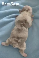 BamBam (Lilac Merle 88/12%, a male French Bulldog and Frenchton for sale in Pensacola, FL – 3 of 6