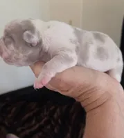 BamBam (Lilac Merle 88/12%, a male French Bulldog and Frenchton for sale in Pensacola, FL – 2 of 6