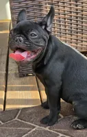 JET, a male French Bulldog for sale in Pensacola, FL – 2 of 4