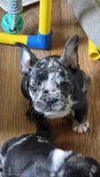 Rainwater Merle, a male French Bulldog for sale in Pensacola, FL – 3 of 9