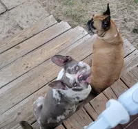 Bit-O-Honey 88/12 Isabella, a male Frenchton for sale in Pensacola, FL – 9 of 10