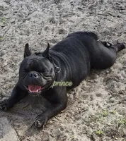Prince, a male English Bulldog and French Bulldog for sale in Pensacola, FL – 4 of 6
