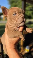 Snickers, a male French Bulldog for sale in Pensacola, FL – 3 of 3