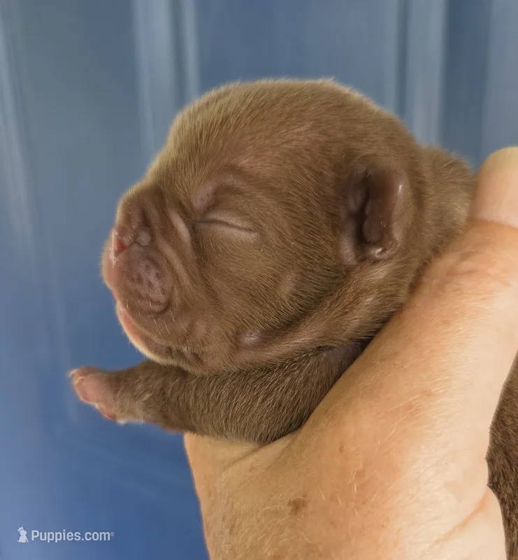 Miami (Chocolate) – English Bulldog, French Bulldog puppy for sale in Pensacola, FL
