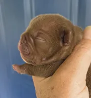 Miami (Chocolate), a female English Bulldog and French Bulldog for sale in Pensacola, FL – 1 of 8