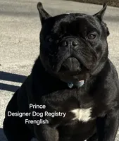 Venice  Frenglish , a male English Bulldog and French Bulldog for sale in Pensacola, FL – 4 of 6