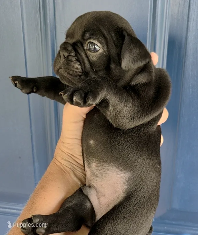 COWBOY – French Bulldog puppy for sale in Pensacola, FL