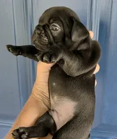 COWBOY, a male French Bulldog for sale in Pensacola, FL – 1 of 7