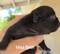 Beth Dutton, a female French Bulldog for sale in Pensacola, FL – 6 of 10