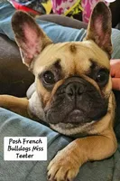 Angela Blue Thunder, a female French Bulldog for sale in Pensacola, FL – 4 of 5