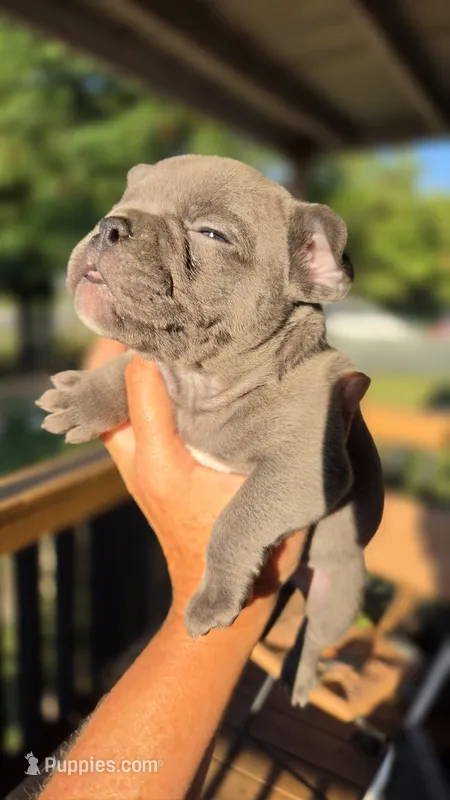 Osso Lilac – French Bulldog puppy for sale in Pensacola, FL