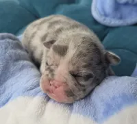 Marzipan 88/12 , a male Frenchton for sale in Pensacola, FL – 4 of 10