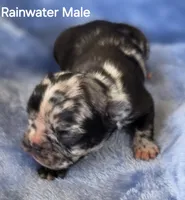 Rainwater, a male French Bulldog for sale in Pensacola, FL – 4 of 10