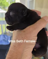 Beth Dutton, a female French Bulldog for sale in Pensacola, FL – 1 of 10