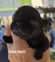 Beth Dutton, a female French Bulldog for sale in Pensacola, FL – 2 of 10