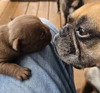 Miami (Chocolate), a male French Bulldog for sale in Pensacola, FL – 2 of 2
