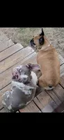 Oreo carries blue & cocoa, a male French Bulldog for sale in Pensacola, FL – 4 of 4